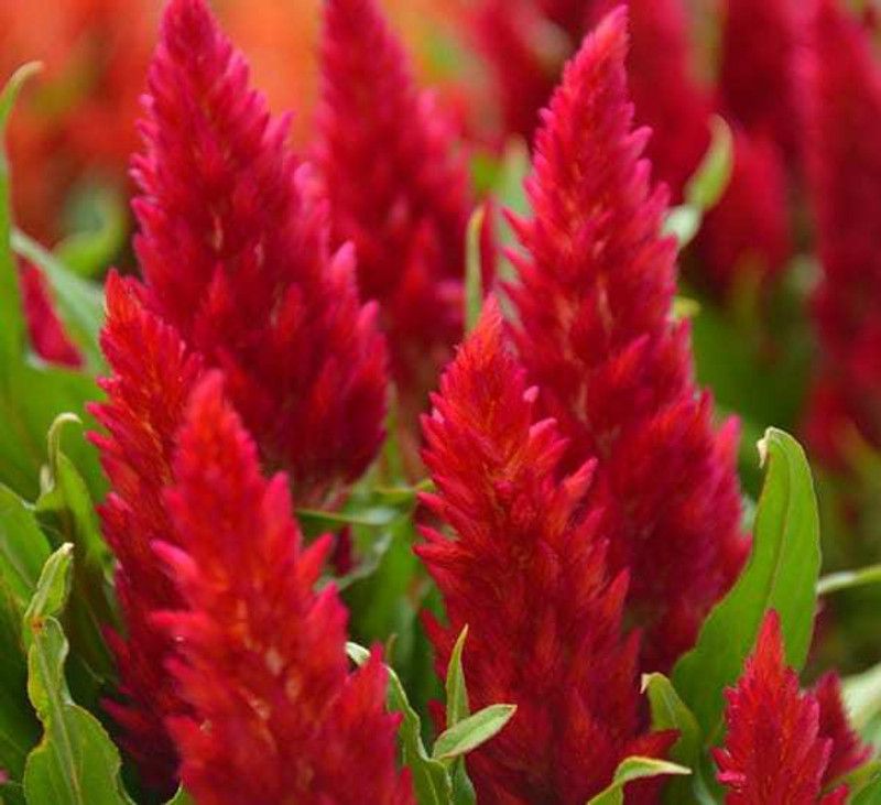 xolda Celosia Flower Seed  (38 per packet)