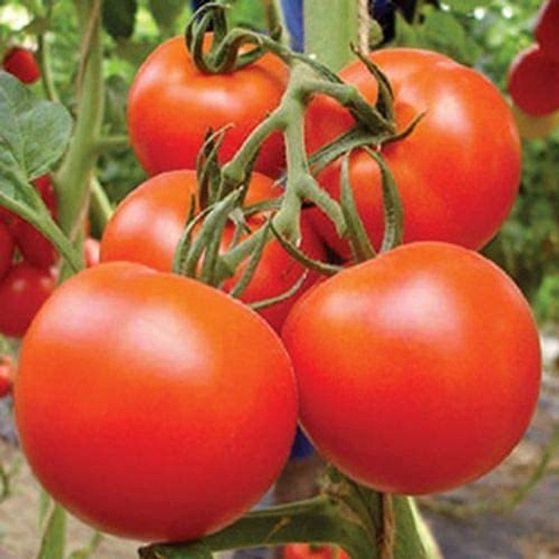 KANAYA Italian Red Cherry Tomato Vegetable Seed  (900 per packet)