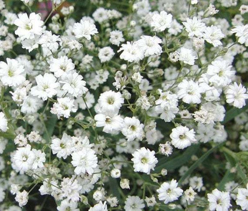Paudha Gypsophila flower Seed  (115 per packet)