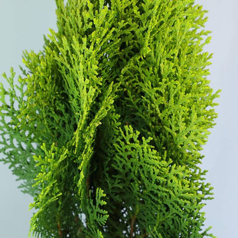 pb mandira plant Platycladus/Morpankhi Plant  (Hybrid, Pack of 1)
