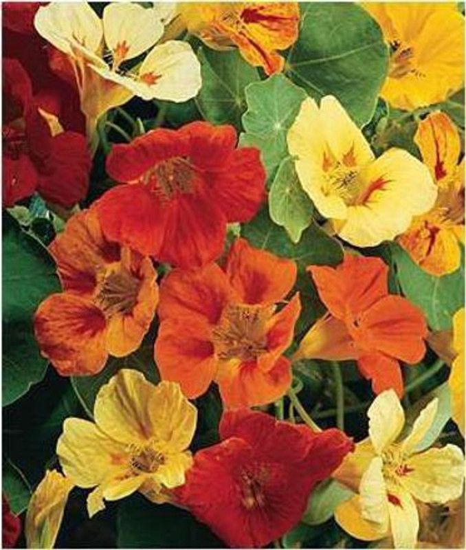 CYBEXIS Nastratium Mixed Seed  (1 g)