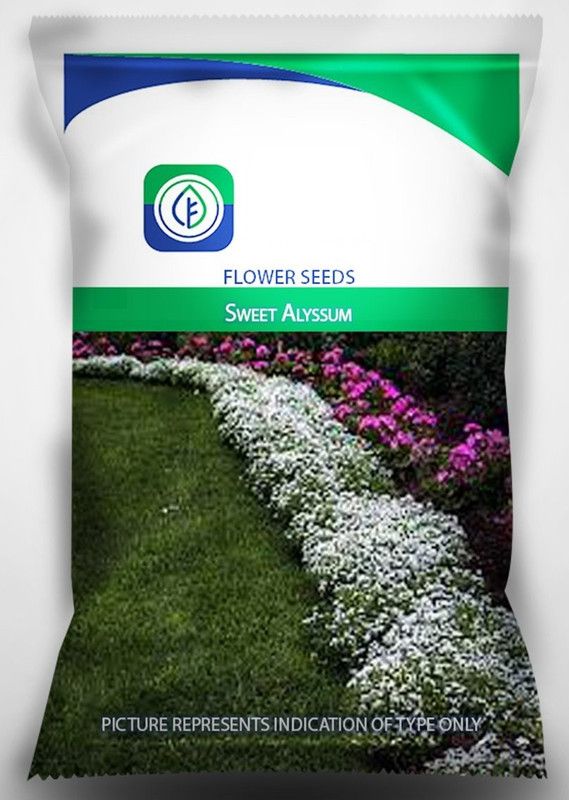CYBEXIS Sweet Alyssum Seeds For Home Garden Seed  (50 per packet)