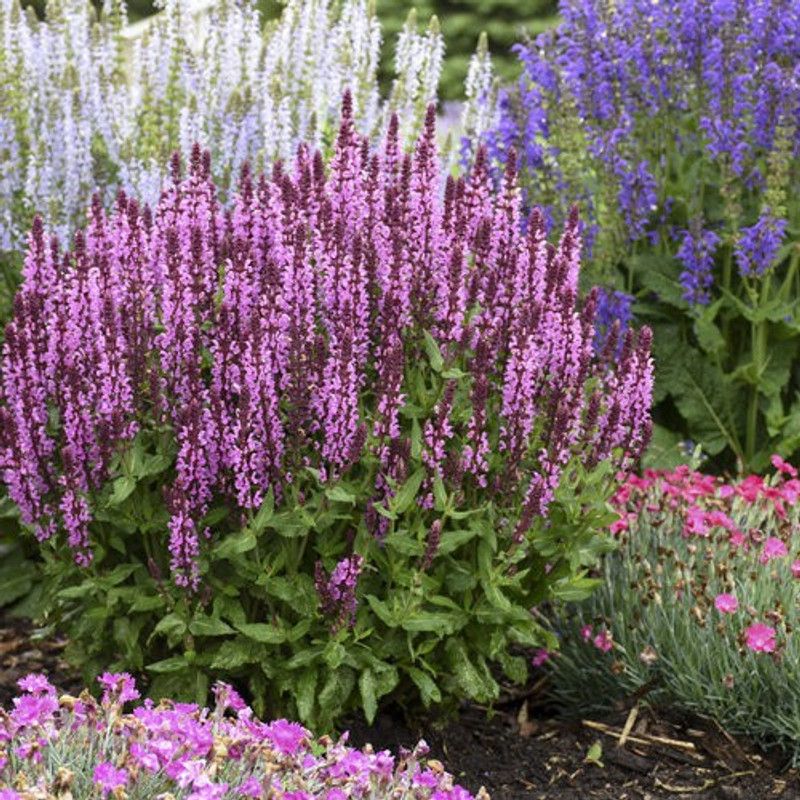 GREENZ Salvia Pink Seed  (100 per packet)