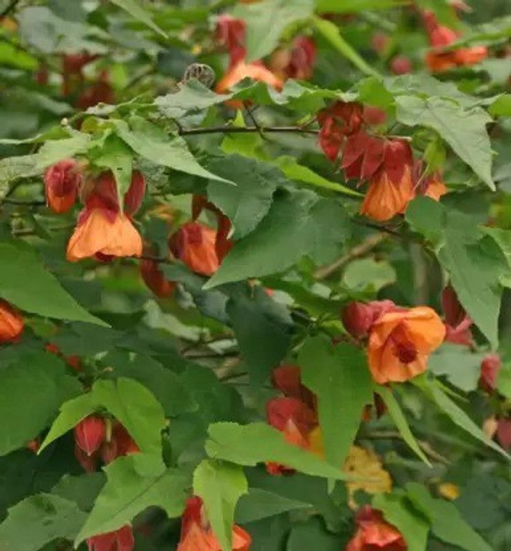 Aro Maple Seed  (10 per packet)