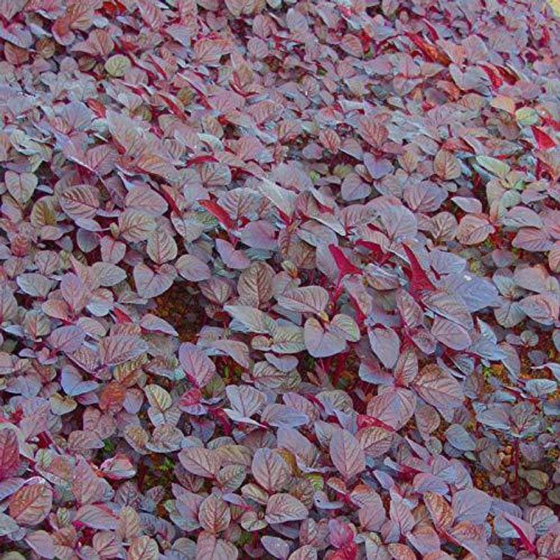 WILLVINE ™LAL Sag High Yield Growing Seeds - Red Amaranthus Leaf Seeds Seed  (1000 per packet)