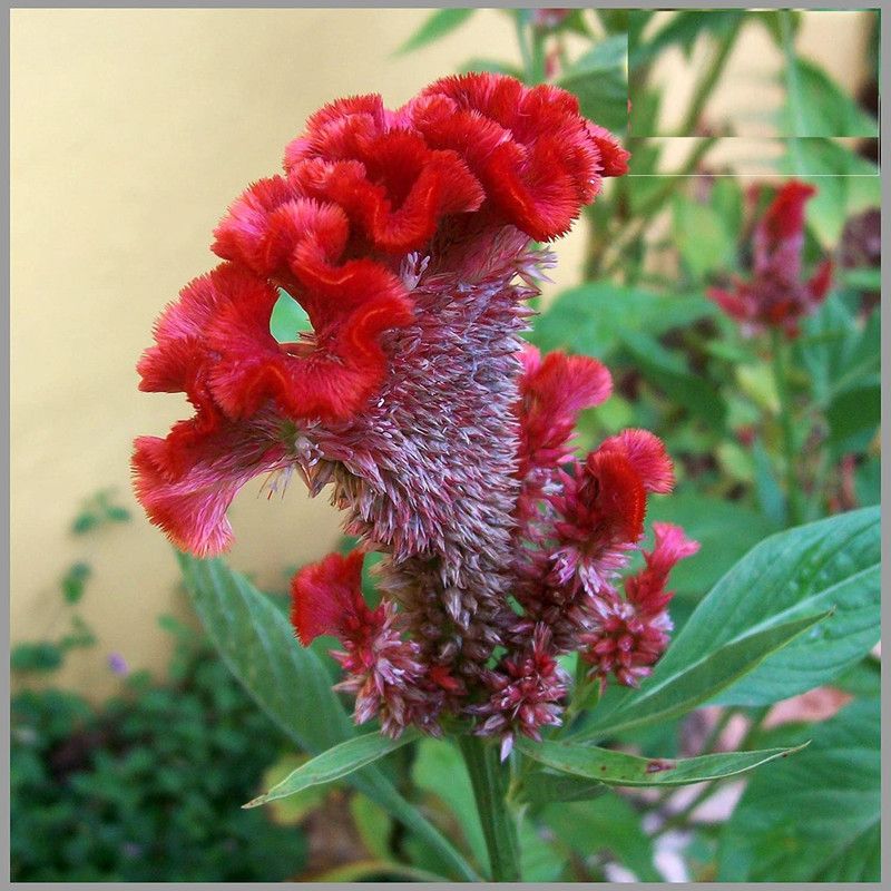CYBEXIS Cockscomb Rose/Red (Celosia) Flower Seeds Seed  (50 per packet)