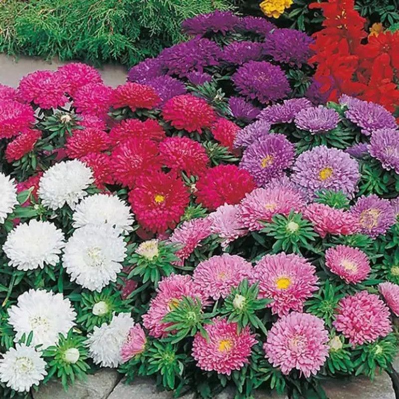 Aro Aster princes Seed  (140 per packet)