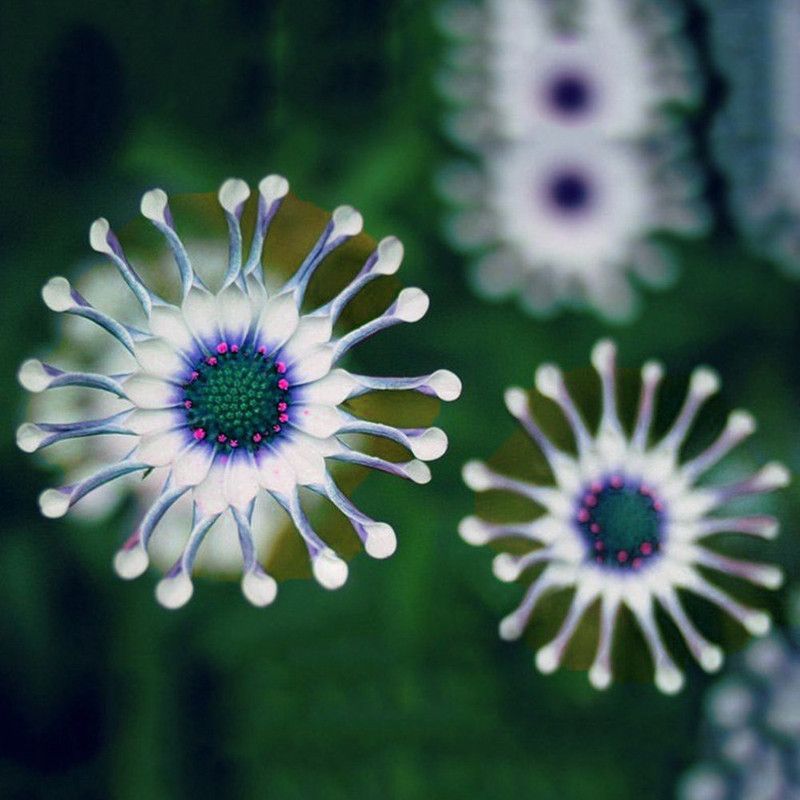 CYBEXIS Exotic Daisy Plants Flower Seeds Seed  (50 per packet)