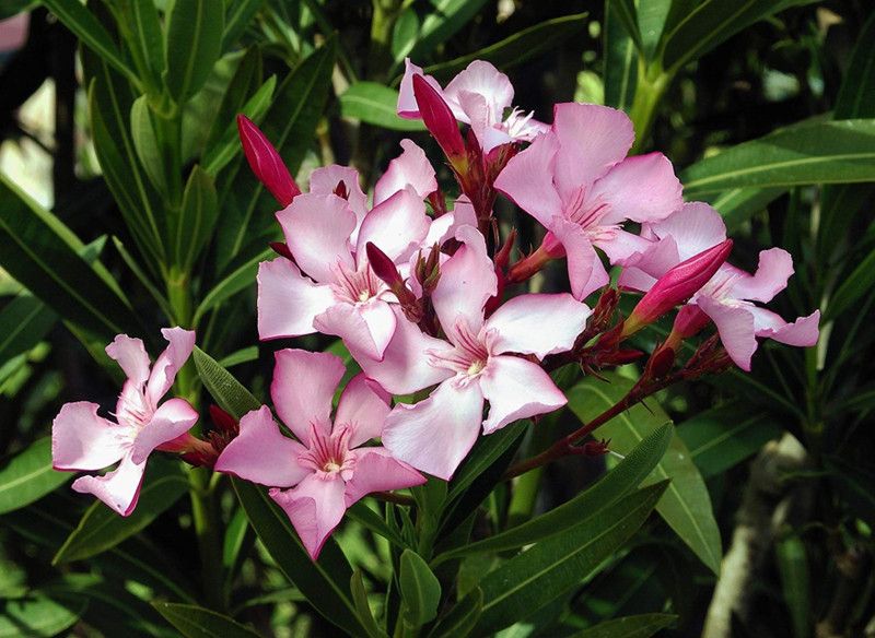 SHOP 360 GARDEN Nerium Oleander, Kaner, Arali Flower Seeds For Planting - Pack of 30 Seeds Seed  (30 per packet)
