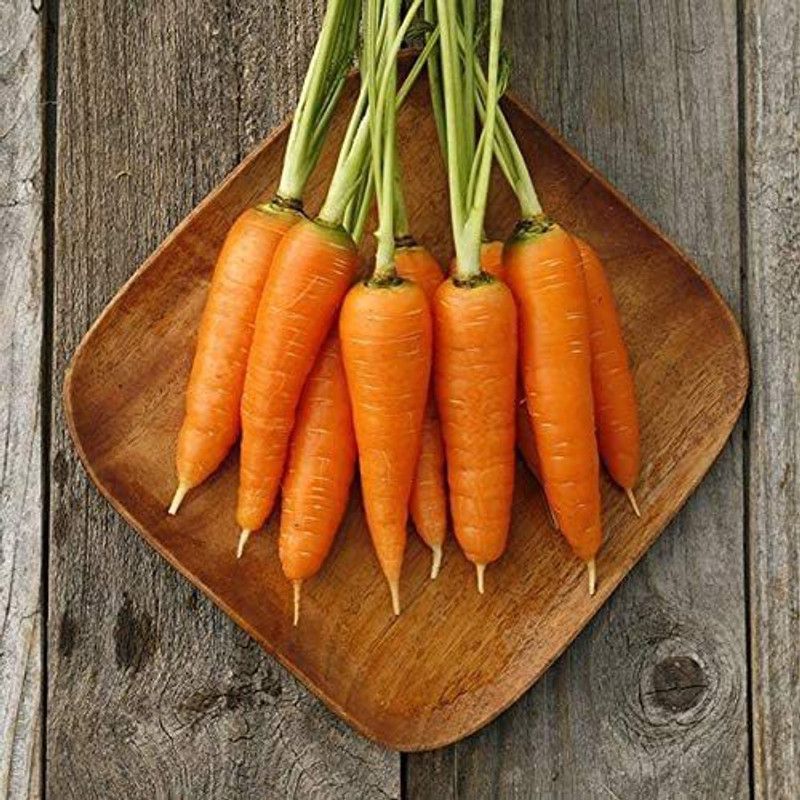 WILLVINE ATS-80 Danvers Carrot Seeds Seed  (1000 per packet)