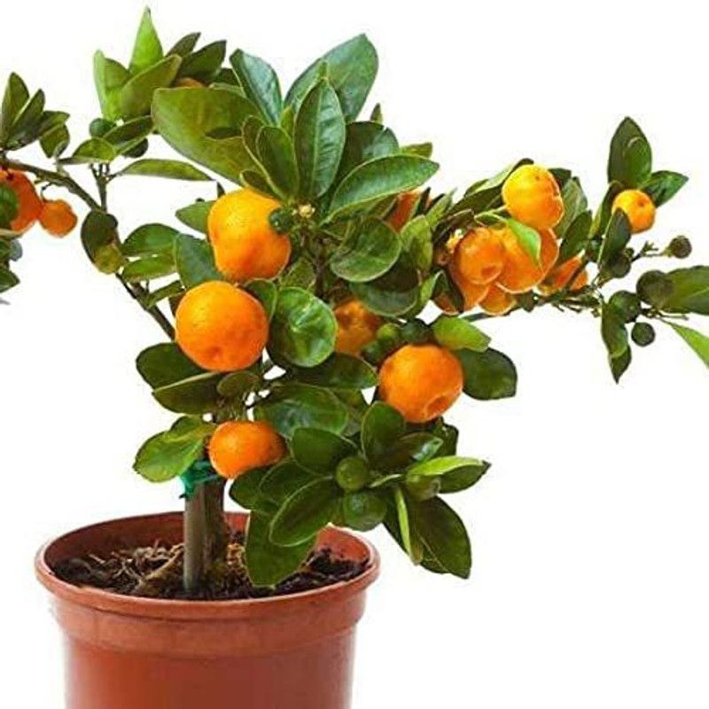 DIOART ™Dwarf Orange Seeds Fruit Seeds For Organic Farming Fruit Seeds Garden Pack-89 Seed  (50 per packet)