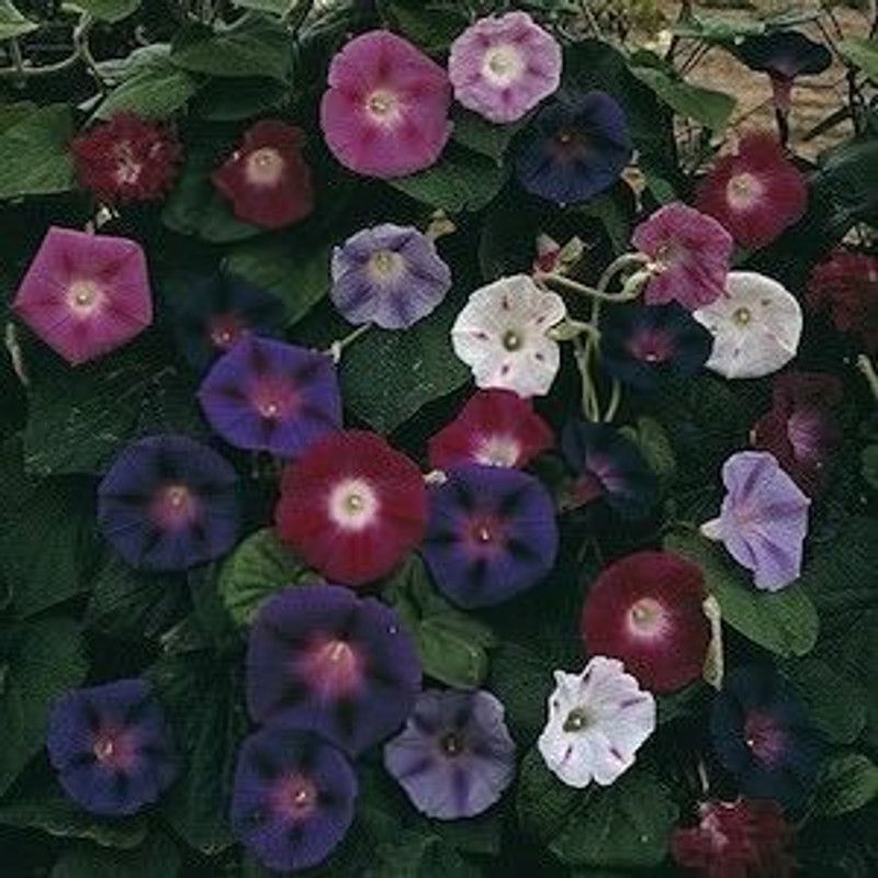 Mozette Exotic morning glory Seed  (45 per packet)