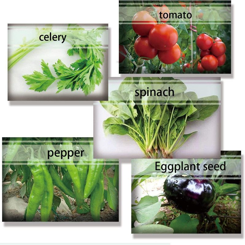 CYBEXIS Vegetable Package Includes 5 Varieties Seed  (10 g)