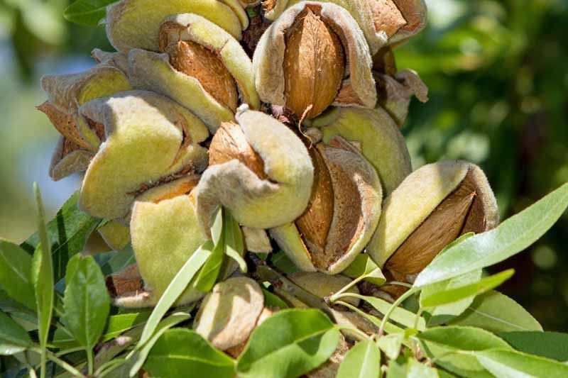 Rani enterprise Almond Plant  (Hybrid, Pack of 1)