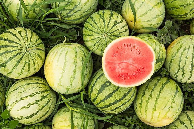 XOLDA WaterMelon Hybrid Seed  (35 per packet)