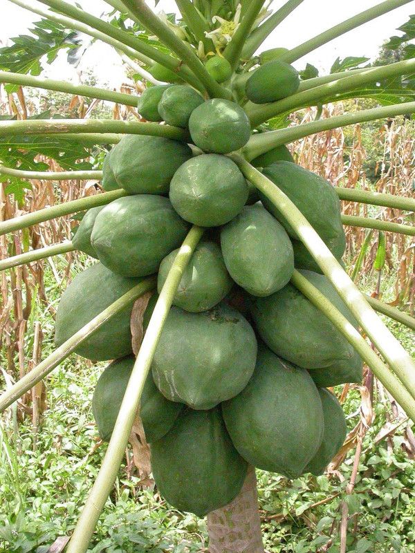 XOLDA Papaya Hybrid Seed  (45 per packet)