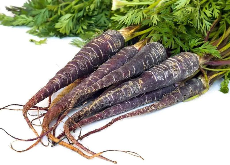 XOLDA Black Carrot Seed  (30 per packet)