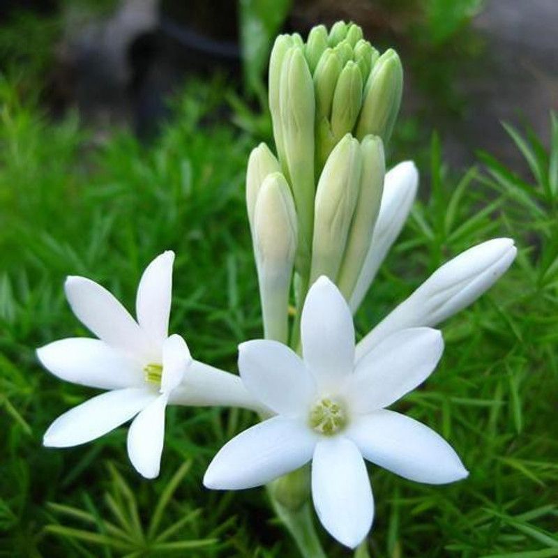 DSD Rajnigandha Bulb, Tuberose, Polianthes Tuberosa, Nishigandha Seed  (6 per packet)