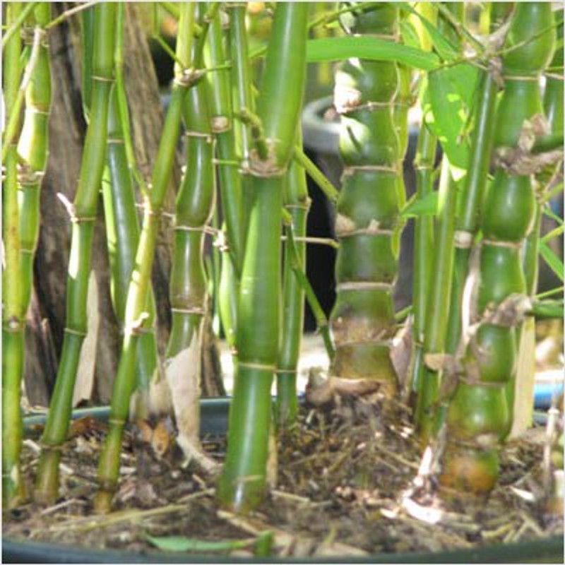 Paudha Bamboo Plant Seed  (42 per packet)