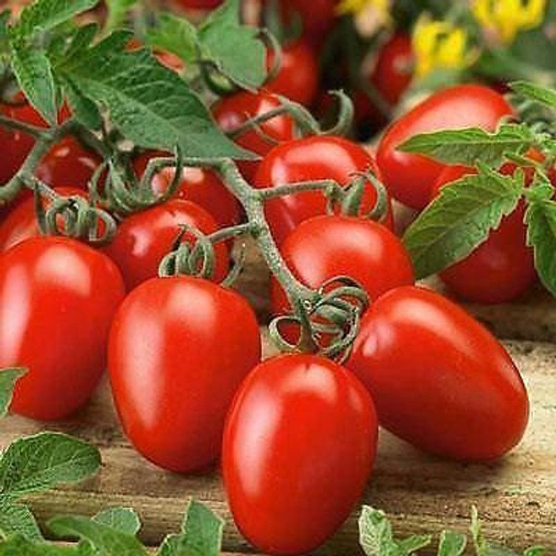 KANAYA Tomato Hybrid Seed  (300 per packet)
