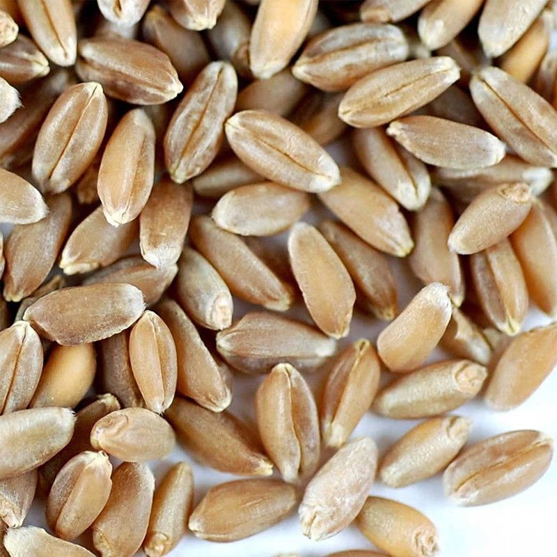 WILLVINE Wheat Grass Seed  (2000 per packet)