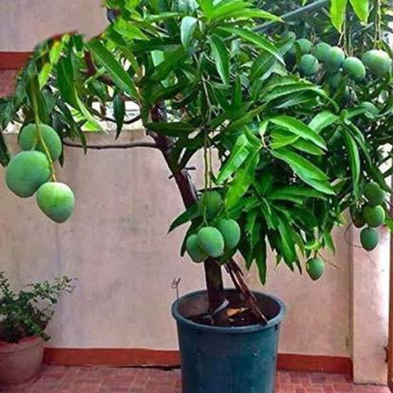 NDS Mango Plant  (Hybrid, Pack of 1)