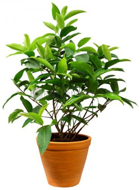 Vamsha Nature Care Custard Apple Plant  (Hybrid, Pack of 1)