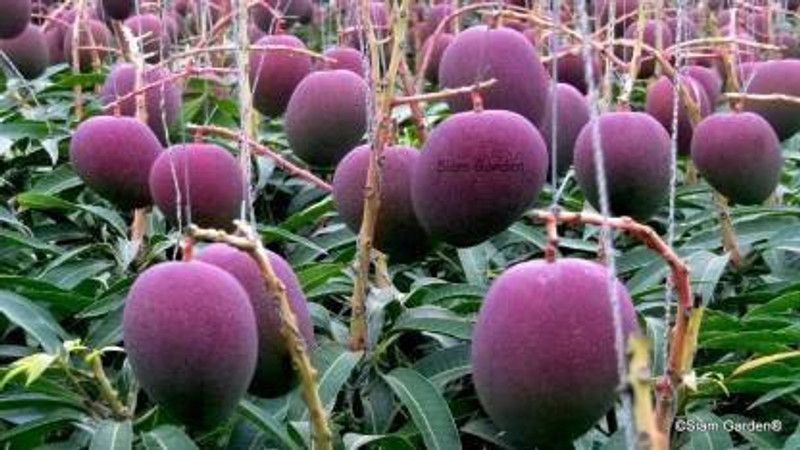 Vijay Sales Mango Plant  (Hybrid, Pack of 1)
