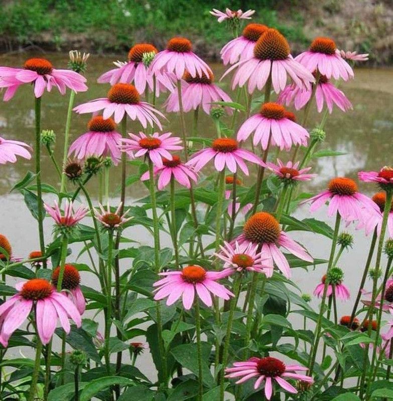 WILLVINE resistant purple chrysanthemum Seed  (25 per packet)
