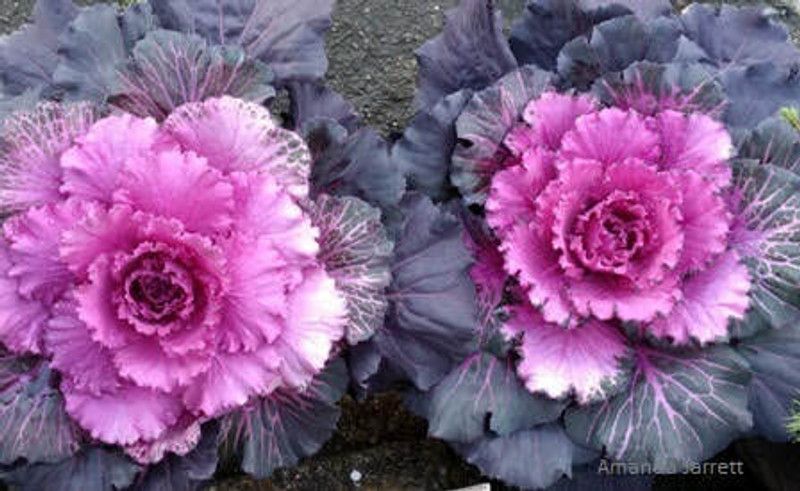 Mozette Organic ornamental kale herb Seed  (48 per packet)