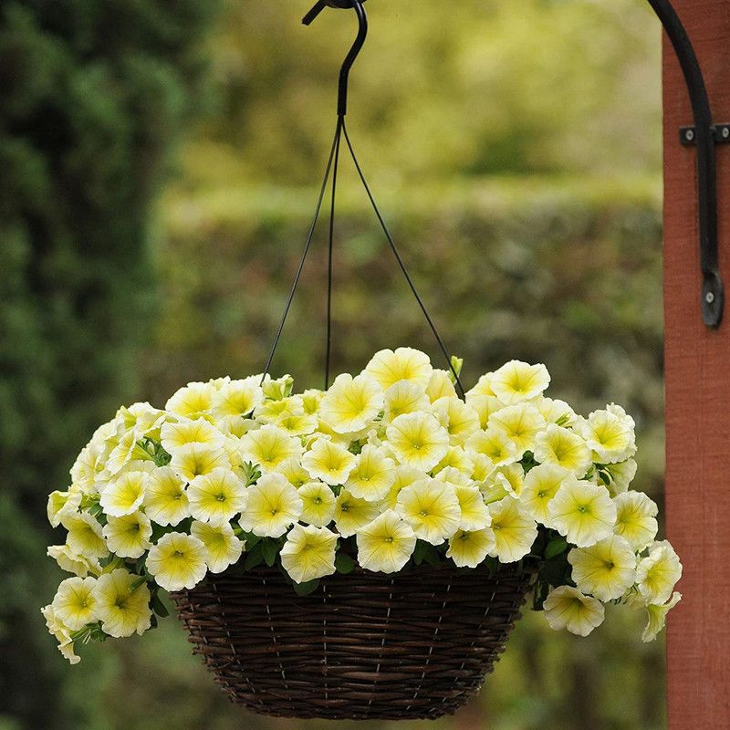 VibeX GBPUT-78 - Petunia Grandiflora Yellow - (60 Seeds) Seed  (60 per packet)