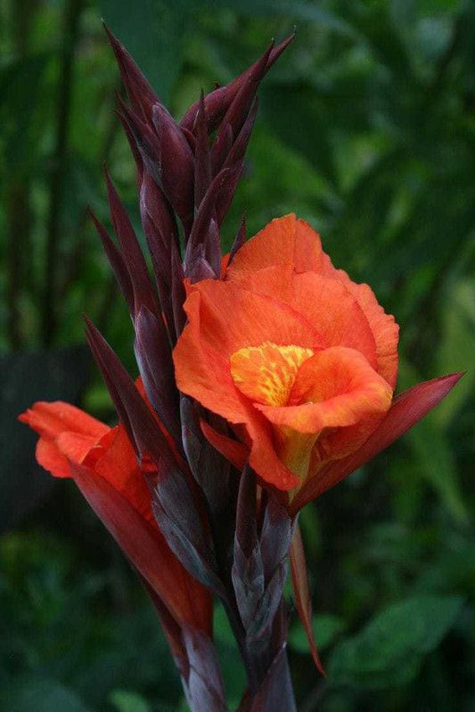 Radha Krishna Agriculture 5 Canna Lily Flower Bulbs yellow/RED (Pack of 5) Seed  (5 per packet)