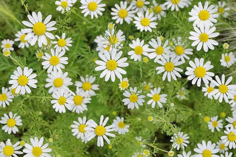 Mozette German chamomile flower Seed  (39 per packet)