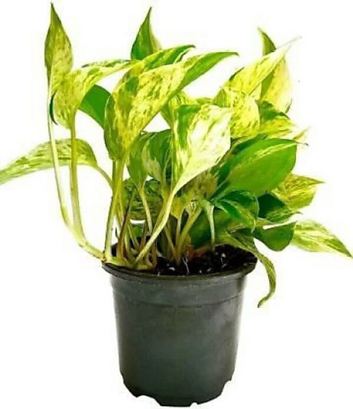 FLYBUY Money Plant  (Pack of 1)