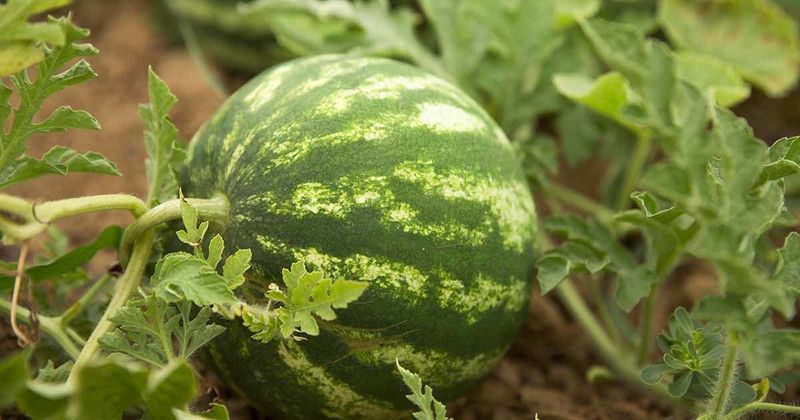 Mozette Hybrid Watermelon Seed  (65 per packet)