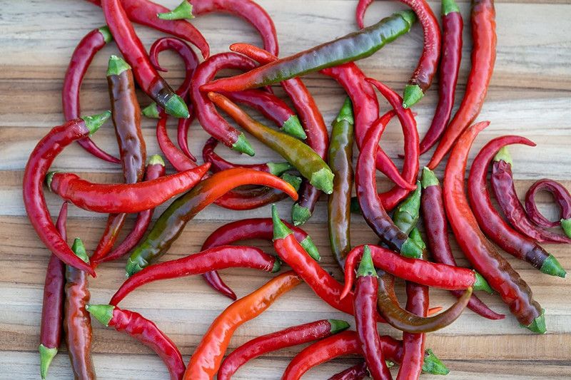 WILLVINE XL-954 Cayenne Chilli Pepper Seeds Seed  (200 per packet)