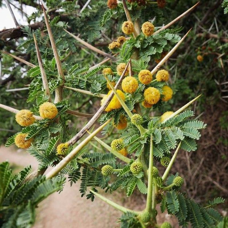 PLANTZON Babool Plant Seed  (55 per packet)