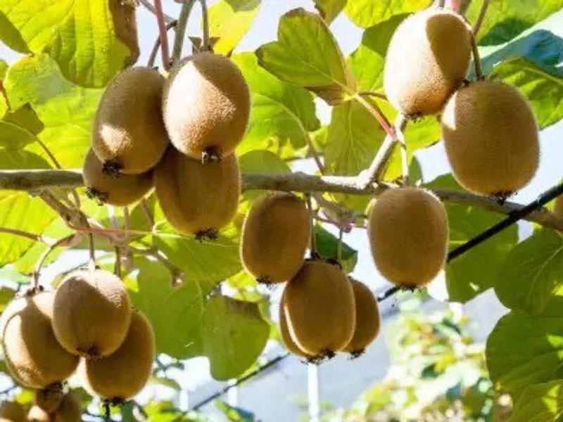 Chalisa Kiwi Seed  (20 per packet)