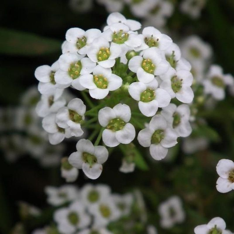 XOLDA Alyssum White Seed  (29 per packet)
