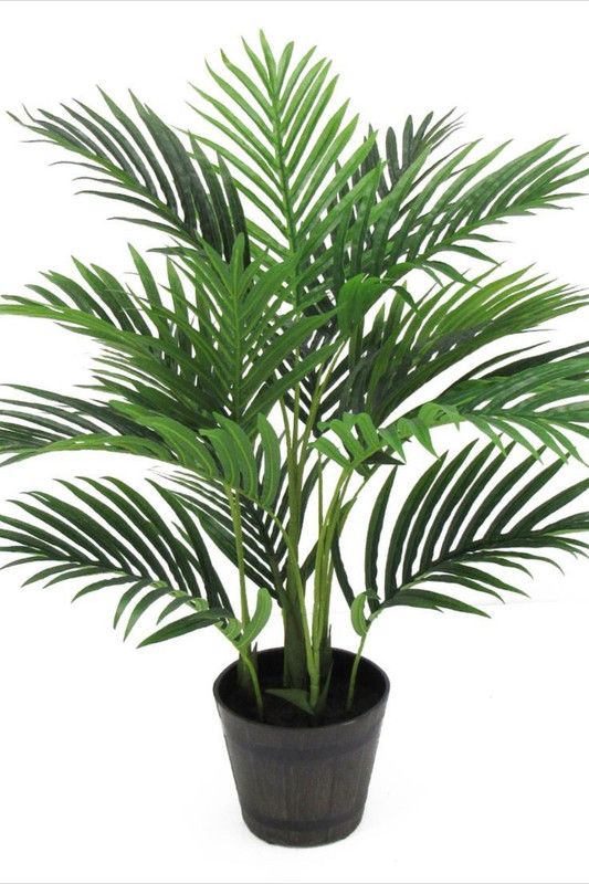 biswasplant Areca Palm  (Hybrid, Pack of 1)