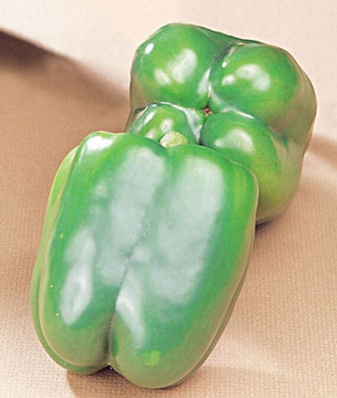 VibeX Sweet, Big Dipper Pepper Seed  (120 per packet)