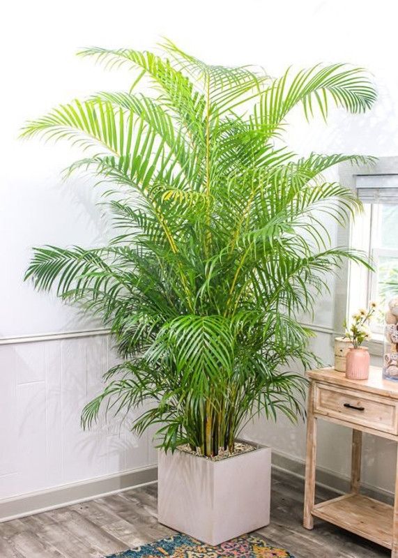 Areca Plum Areca Palm  (Pack of 1)