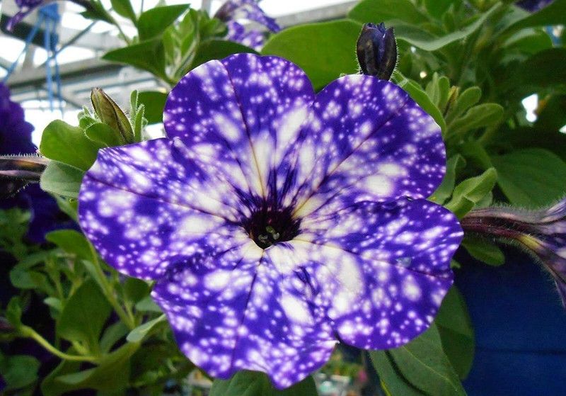 CYBEXIS Petunia 'Night Sky' Seed  (1 g)