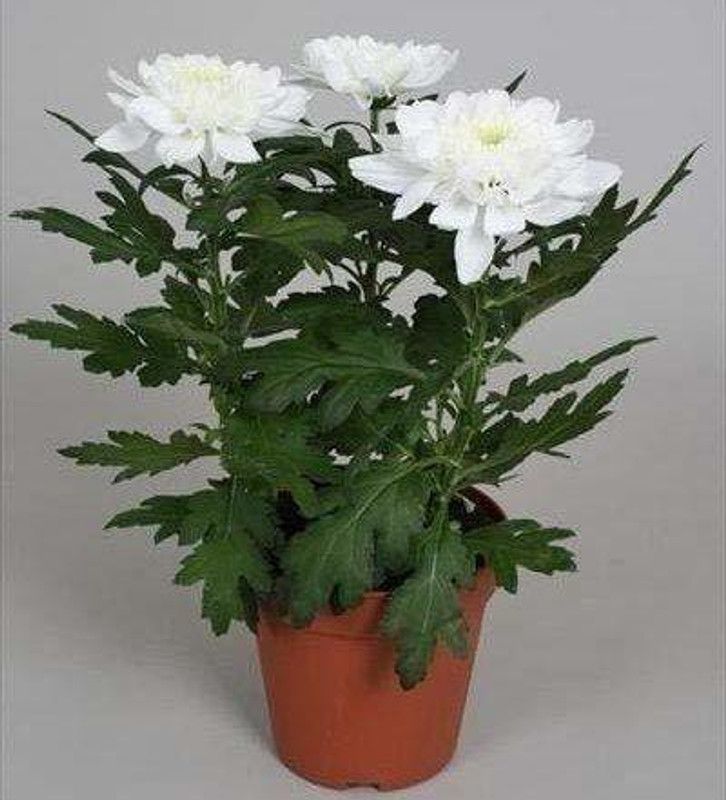 CYBEXIS White Chrysanthemum Potmum Seed  (50 per packet)