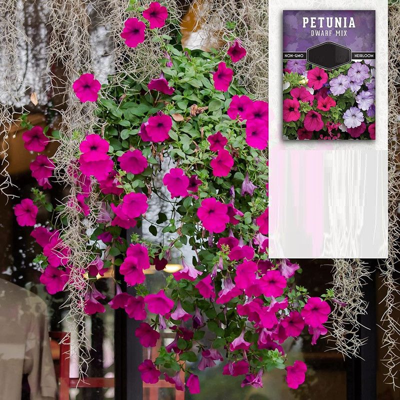 WILLVINE GUA-12 Dwarf Petunia Seed Mix Seed  (100 per packet)