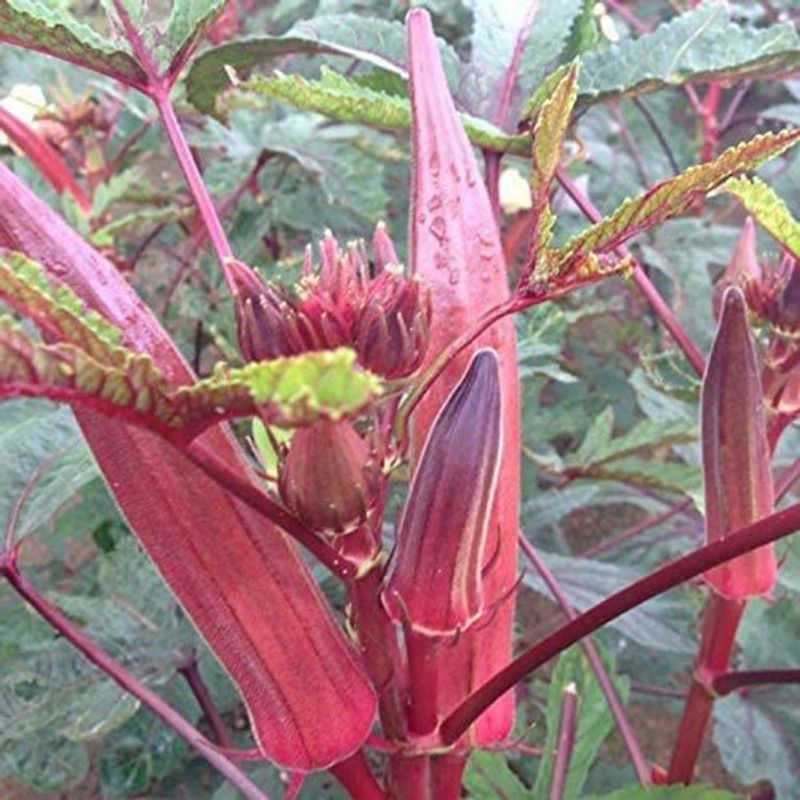 MKR Enterprises Red Okra Seed  (680 per packet)