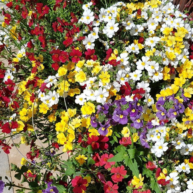 Nodoc Nemesia Carnival Mix Seed  (10 per packet)