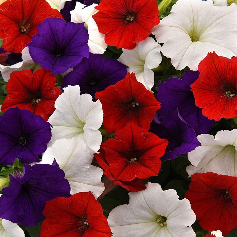 CYBEXIS The Flag Easy Wave Petunia Flower Seed Mix Seeds Seed  (50 per packet)