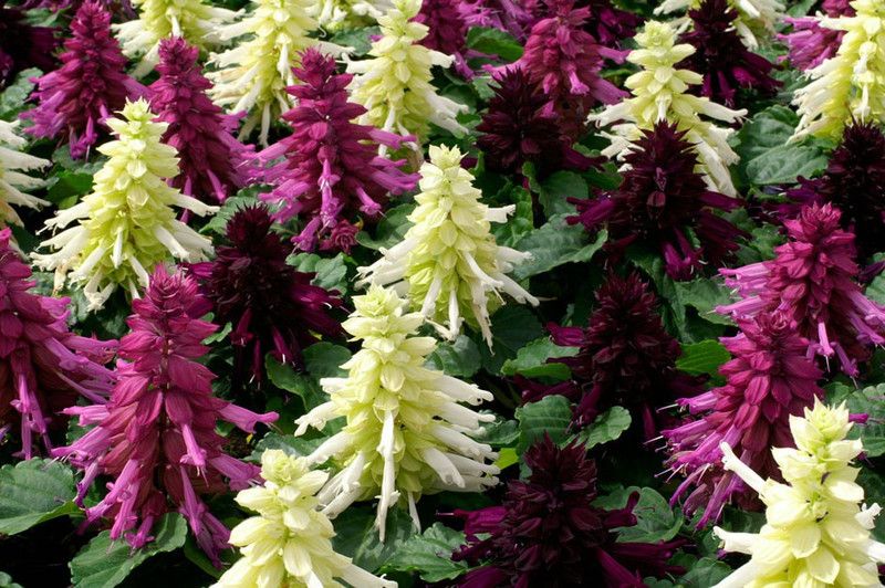Paudha Salvia Mixed Seed  (21 per packet)