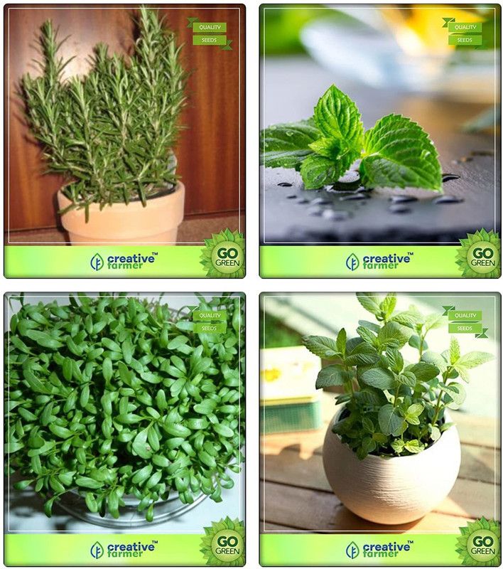 VibeX ™ XLL-299- Herb Plant Combo Rosemary, Mint, Cress Common, Lemon Basil Herb Seeds Combo Seed  (200 per packet)